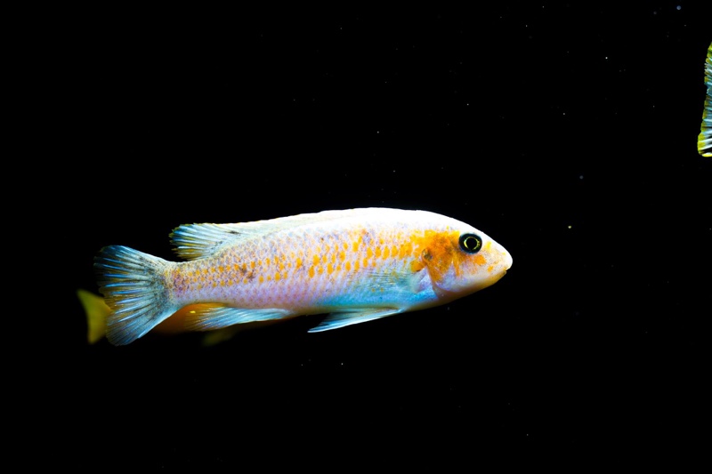 Labeotropheus trewavasae 'Chilumba'